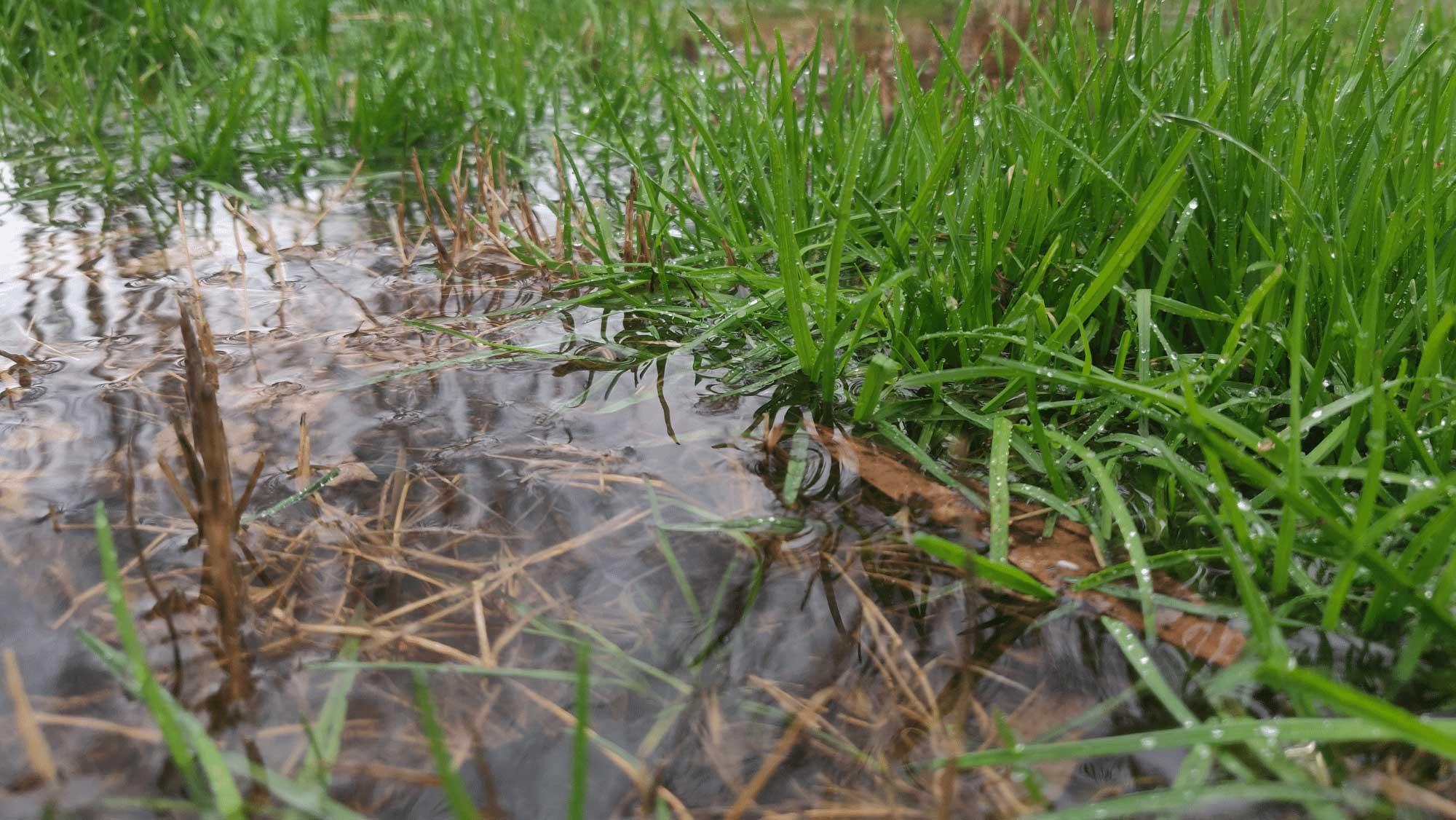 Photo of a flooded yard